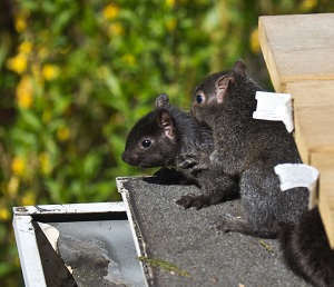 Baby Squirrels in the Attic!  Colonial Pest Control