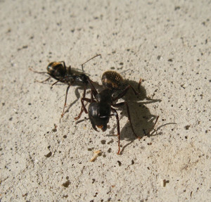 ants bite baby