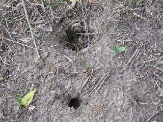 Did an Animal Make Those Holes in My Yard? - Colonial Pest ...