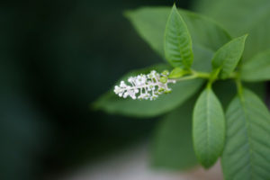 Pokeweed Pokeberry flowers