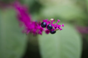 Ripe Pokeberries 