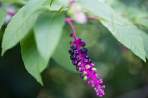 Pokeberries green and ripe on plant