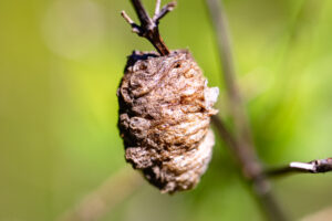Mantis Ootheca in a Hanson, MA garden likely containing 100-200 eggs