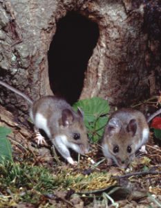 Two deer mice near a tree hole. Shutterstock. 