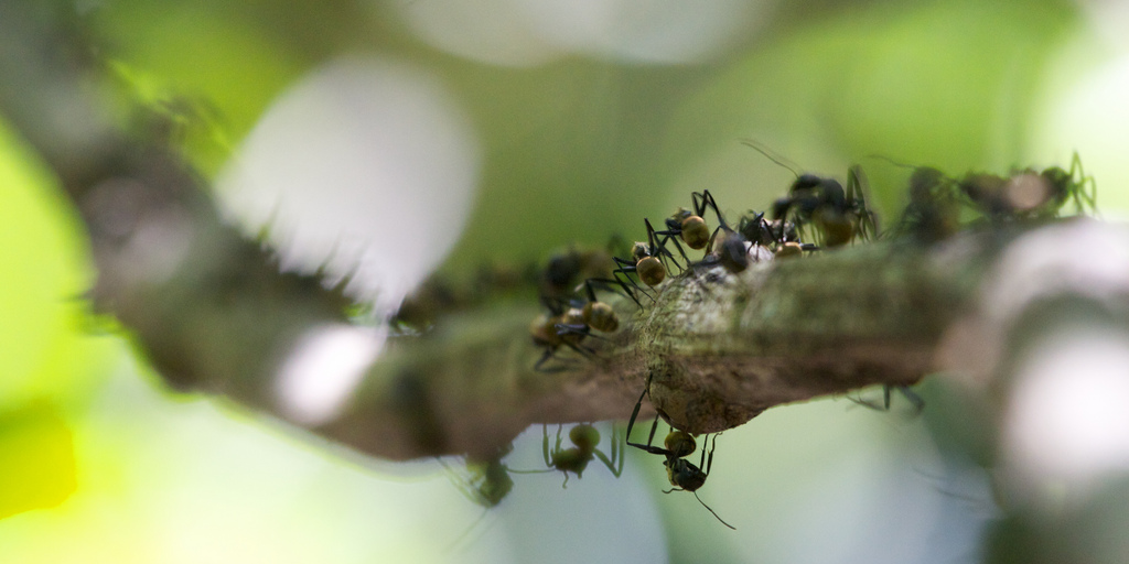 How Do New Ant Colonies Start? - Colonial Pest Control