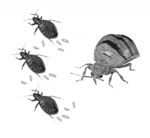 Bed bugs