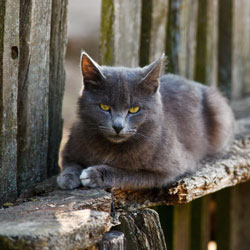 Cat flea