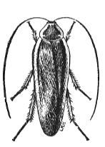 wood cockroach