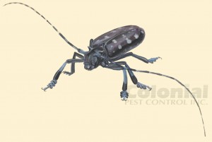 asian long horned beetle