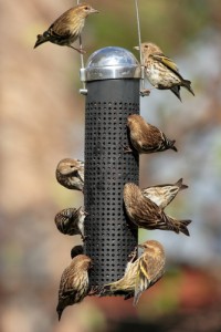 Bird feeder