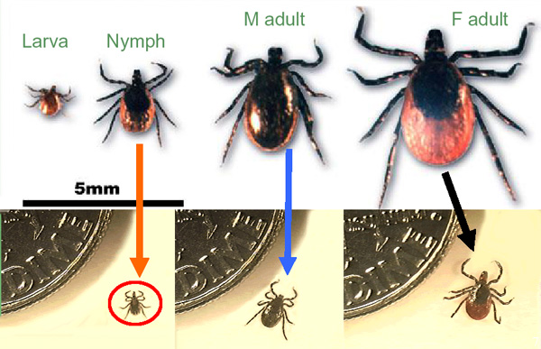 deer_tick_identification