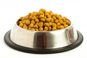 Dog food could contain grain mites.