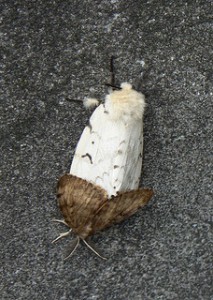 Female gypsy moth