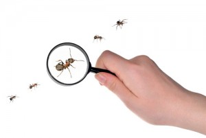 Organic vs inorganic pest control