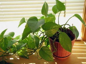 plant