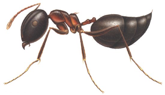 Ants is americas biggest house pet