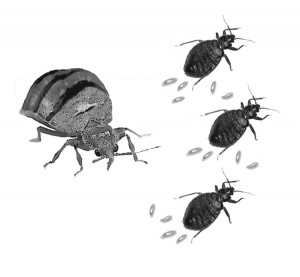 Bed bugs at library