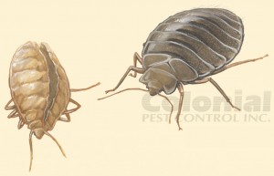 Do you know bed bugs