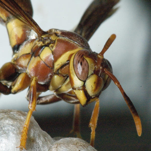 Paper wasp close-up