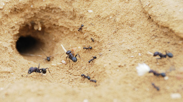 Ant colony outside house