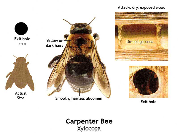 Yes Carpenter Bees Can Nest Again In Your Deck Colonial Pest Control