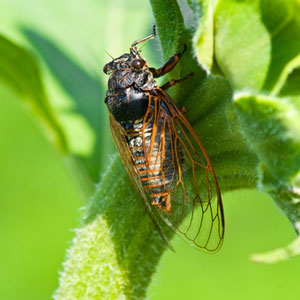 Cicada Northeast