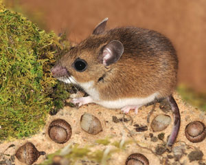 Deer mouse