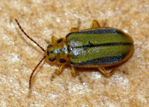 Elm leaf beetle