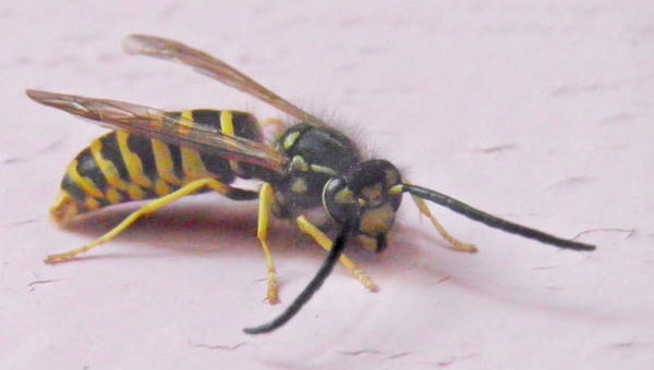 Yellow jacket flying in air