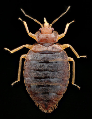 Adult male bed bug
