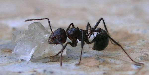 Ant eating sugar