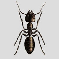 Carpenter ants in your home