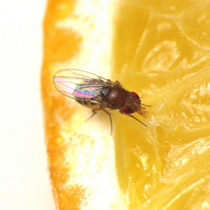 Fruit fly on orange