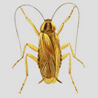 German cockroach apartments homes