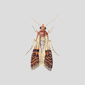 Indian meal moth stored products