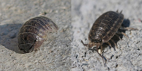 Pill bug or sowbug