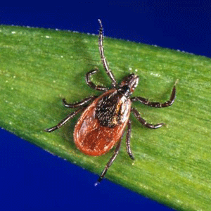 Remove deer tick