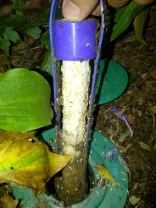 Termite bait control