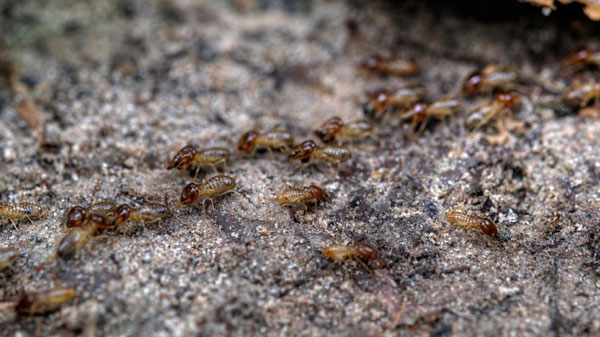 Termites crawling towards home