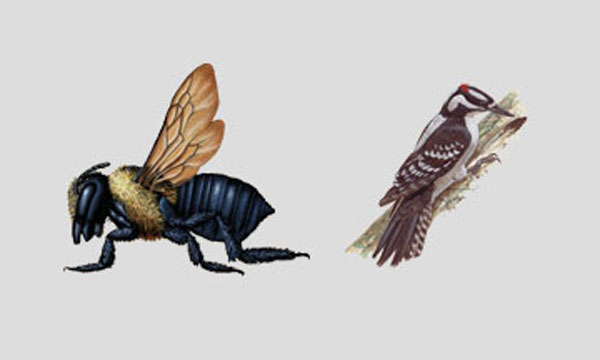 Woodpecker and carpenter bees