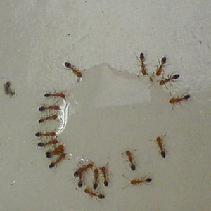 Ants drinking water