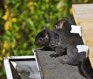 Baby squirrels in attic