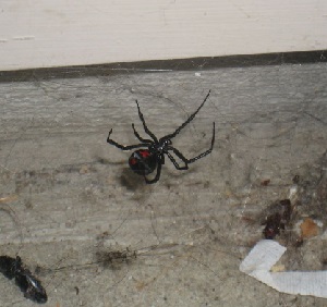 Black widow spider in New England