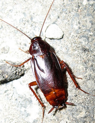 Oriental cockroach outside