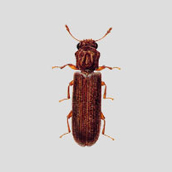 Powder post beetle damaging walls
