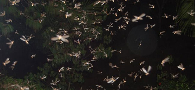 Reasons why termites swarm