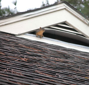 Squirrel hanging out of the attic