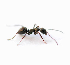 Carpenter ants and sawdust