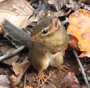 Do chipmunks attack?