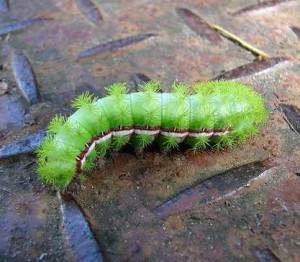 IO caterpillar stings